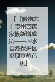 「黔物志」贵州芭蕉家族新增成员——习水自然保护区发现黄苞芭蕉