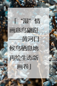 “湿”情画意鸟翩跹——黄河口候鸟栖息地再绘生态新画卷
