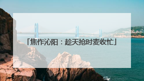 焦作沁阳：趁天抢时麦收忙