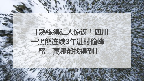 熟练得让人惊讶！四川一黑熊连续3年进村偷蜂蜜，藏哪都找得到