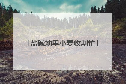 盐碱地里小麦收割忙