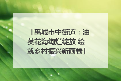 禹城市中街道：油葵花海绚烂绽放 绘就乡村振兴新画卷