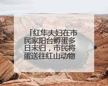 红隼夫妇在市民家阳台孵蛋多日未归，市民将蛋送往红山动物园“抢救”