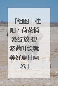 组图｜桂阳：荷花悄然绽放 碧波荷叶绘就美好夏日画卷