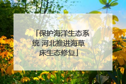 保护海洋生态系统 河北推进海草床生态修复