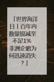 世界海洋日丨百年内数量锐减至不足1% 非洲企鹅为何迅速消失？