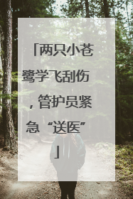 两只小苍鹭学飞刮伤，管护员紧急“送医”