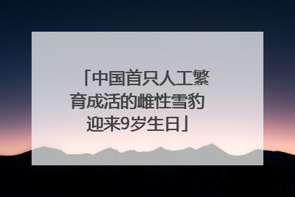 中国首只人工繁育成活的雌性雪豹迎来9岁生日