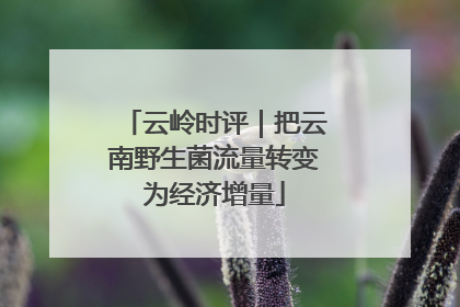 云岭时评｜把云南野生菌流量转变为经济增量
