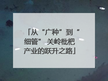 从“广种”到“细管” 关岭枇杷产业的跃升之路