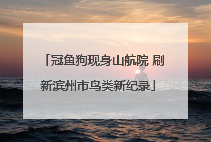 冠鱼狗现身山航院 刷新滨州市鸟类新纪录