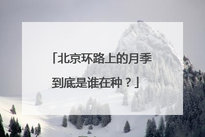 北京环路上的月季到底是谁在种？