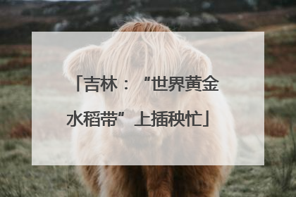 吉林：“世界黄金水稻带”上插秧忙