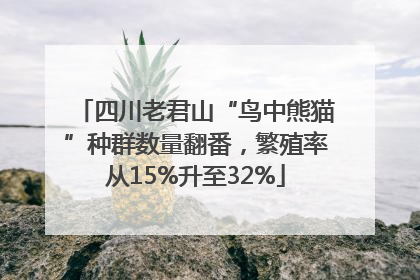 四川老君山“鸟中熊猫”种群数量翻番，繁殖率从15%升至32%