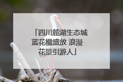 四川麓湖生态城蓝花楹盛放 浪漫花景引游人