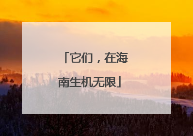 它们，在海南生机无限