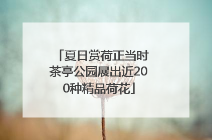 夏日赏荷正当时 茶亭公园展出近200种精品荷花