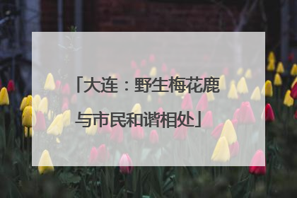 大连：野生梅花鹿与市民和谐相处