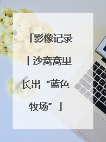 影像记录丨沙窝窝里长出“蓝色牧场”