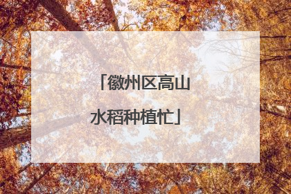 徽州区高山水稻种植忙