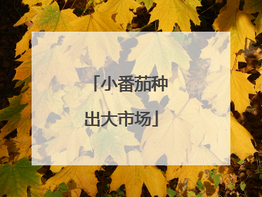 小番茄种出大市场