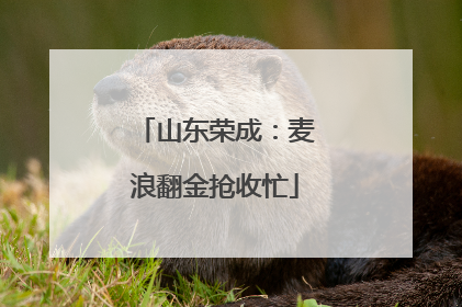 山东荣成：麦浪翻金抢收忙