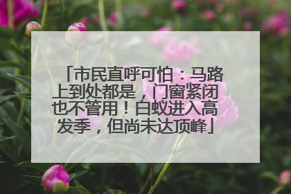 市民直呼可怕：马路上到处都是，门窗紧闭也不管用！白蚁进入高发季，但尚未达顶峰