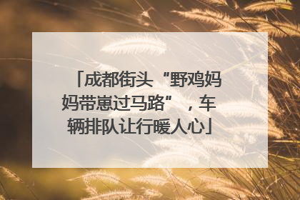 成都街头“野鸡妈妈带崽过马路”，车辆排队让行暖人心
