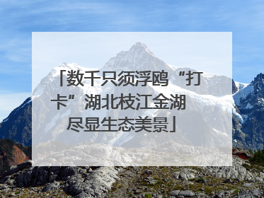 数千只须浮鸥“打卡”湖北枝江金湖 尽显生态美景