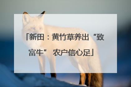 新田：黄竹草养出“致富牛” 农户信心足