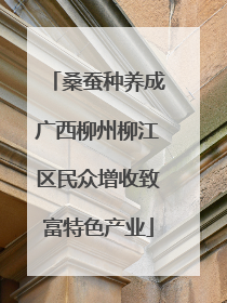 桑蚕种养成广西柳州柳江区民众增收致富特色产业