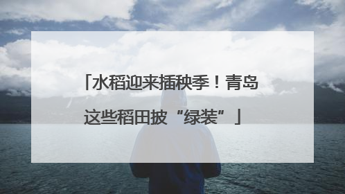 水稻迎来插秧季！青岛这些稻田披“绿装”
