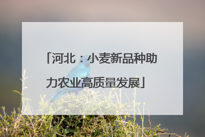 河北：小麦新品种助力农业高质量发展
