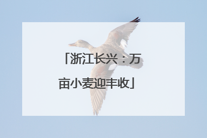 浙江长兴：万亩小麦迎丰收
