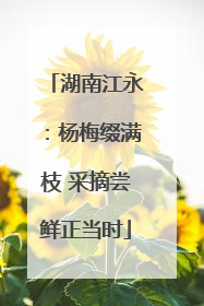 湖南江永：杨梅缀满枝 采摘尝鲜正当时