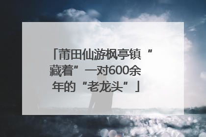 莆田仙游枫亭镇“藏着”一对600余年的“老龙头”