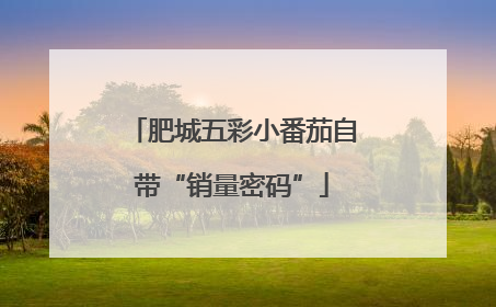 肥城五彩小番茄自带“销量密码”