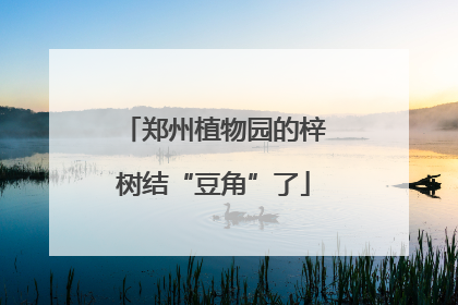 郑州植物园的梓树结“豆角”了