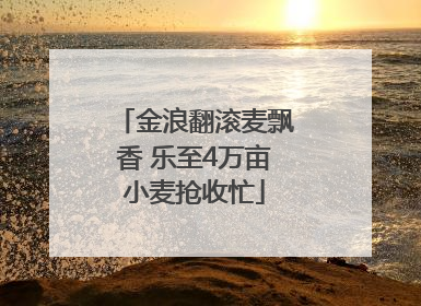 金浪翻滚麦飘香 乐至4万亩小麦抢收忙