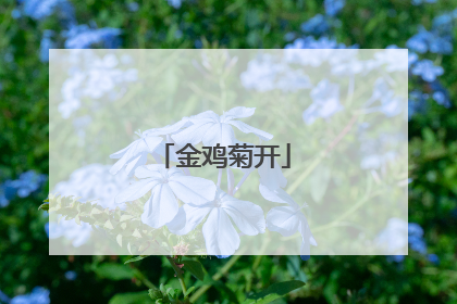 金鸡菊开
