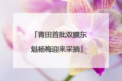 青田首批双膜东魁杨梅迎来采摘