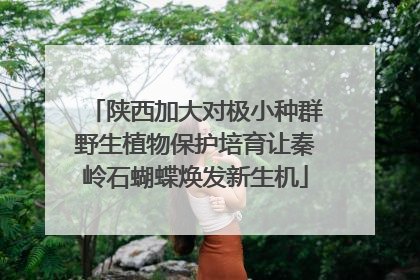 陕西加大对极小种群野生植物保护培育让秦岭石蝴蝶焕发新生机