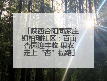 陕西合阳同家庄镇柏瑞社区：百亩杏园迎丰收 果农走上“杏”福路