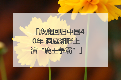 麋鹿回归中国40年 洞庭湖畔上演“鹿王争霸”