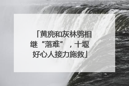 黄麂和灰林鸮相继“落难”，十堰好心人接力施救