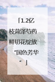 1.2亿枝菏泽芍药鲜切花绽放“国色芳华”