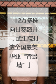 2万多株向日葵盛开，武生院打造全国最美毕业“背景墙”